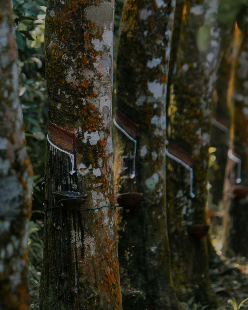 TIMBERFARM GmbH: Der wirtschaftliche Nutzen von Naturkautschuk.